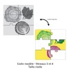 PUZZLE LES LÉGUMES-FEUILLES
